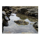 Newport Beach Rocks and Muscles Post Card