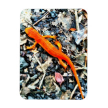Newt Magnet
