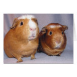 Newton and Skeeter Notecard