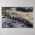 Nice Size Gila Monster Poster