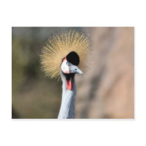 Nice strange bird postcard
