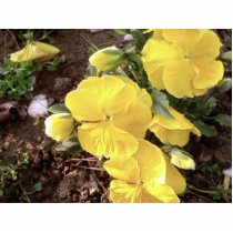 Nice Yellow Flower In Garden Photo Sculpture