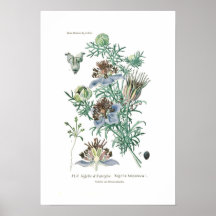 Nigella hispanica posters