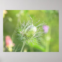 Nigella Seed Head