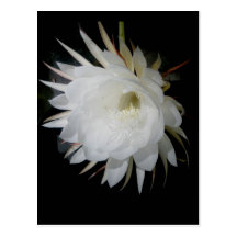 Night-Blooming Cerius Postcard