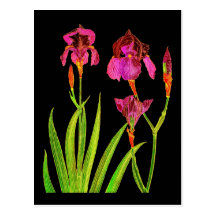 Night Blooms Series Post Card