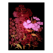 Night Blooms Series Post Card