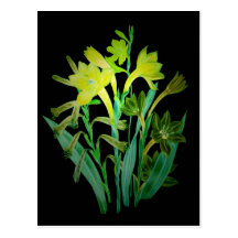 Night Blooms Series Post Cards