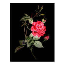 Night Blooms Series Postcards