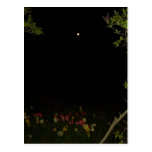 "Night Flowers"  CricketDiane Art & Photography Post Card