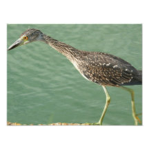 Night Heron Photo Enlargement