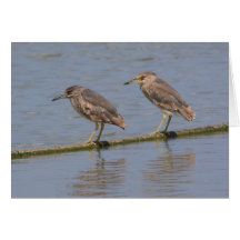 Night Herons Greeting Card