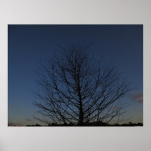 Night Tree Poster Print