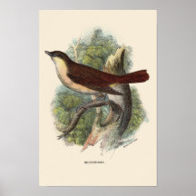 NIGHTINGALE PRINT