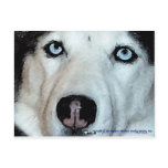 Nika postcards