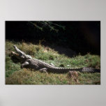 Nile Crocodile - Basking Print