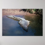 Nile Crocodile Poster