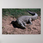 Nile Crocodile Posters
