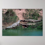 Nile Crocodiles Posters