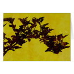 Nine Bark Card