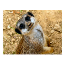 Niro-Erdmännchen Carte Postale