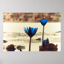 NO1 de nénuphar Posters