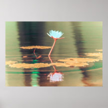 NO3 de nénuphar Posters