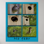 "NO FEAR" Wood Ducks Fledging Poster posters