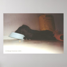 No food today... poster