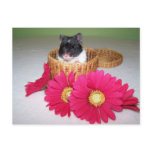 noah cutie post cards