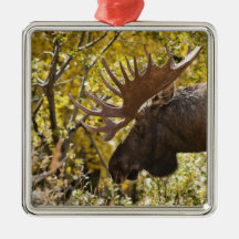 Noble Bull Moose Christmas Tree Ornaments