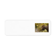 Noble Bull Moose Return Address Label