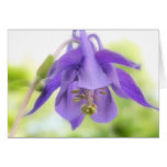 Nodding Blue Columbine Cards