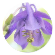 Nodding Blue Columbine Sticker