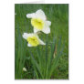 Nodding Daffodils Greeting Cards