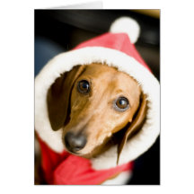 Noël de teckel cartes de vœux