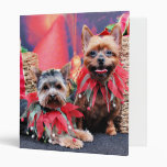 Noël - Yorkshire Terrier - Chloe et rocheux