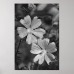 Noir et blanc affiches