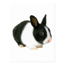 Noir et blanc de lapin carte postale