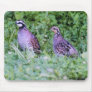 Non Bobwhite Quail Mouse Mat