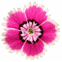 Non-lilting lapel flower photo sculptures