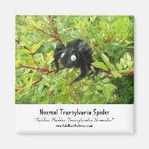 Normal Transylvania Spider Magnets