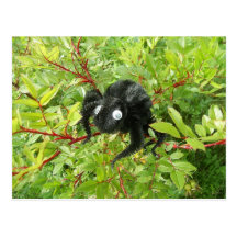 Normal Transylvania Spider Post Card