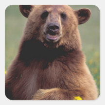 North America, California, cinnamon Black bear Stickers