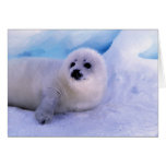 North America, Canada, Gulf of St. Lawrence. 2 Card