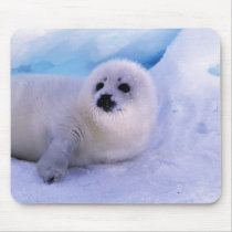 North America, Canada, Gulf of St. Lawrence. 2