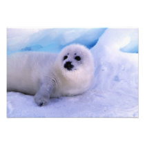 North America, Canada, Gulf of St. Lawrence. 2