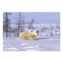 North America, Canada, Manitoba, Churchill. 9