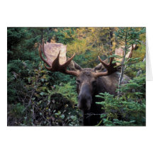 North America, Canada, Nova Scotia, Cape Breton Card