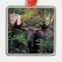 North America, Canada, Nova Scotia, Cape Breton Ornaments